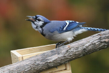 Perching Blue Jays on branch or birdfeeder