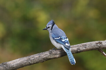 Perching Blue Jays on branch or birdfeeder