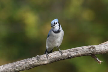 Perching Blue Jays on branch or birdfeeder