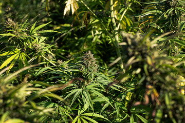 Mature Marijuana Plant with Bud and Leaves. Texture of Marijuana Plants at Indoor Cannabis Farm....