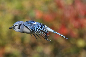 Blue Jays flying on beautiful fall day