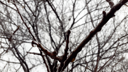 Plant stems covered with ice. Frozen branches