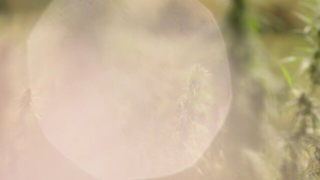 Close-up and wide shot of the hemp plant during sunset. Beautiful hemp field in the south of France. Eco-friendly agriculture. Cannabis fields.