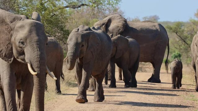  a breeding herd of African elephants on the move