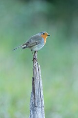 European robin (Erithacus rubecula) perched on an old tree