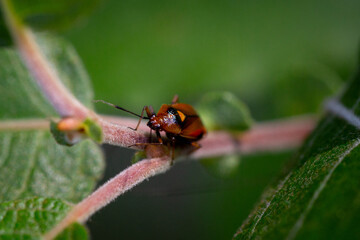 Punaise rouge, Deraeocoris ruber