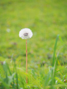 Selective focus white Dandelion, dandelion, For use in illustrations Background image or copy space