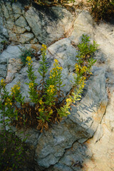 Plants and their shadow on the texture of gray natural stone
