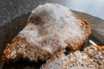 Moldy rye bread, close-up. Fungal mold Aspergillus niger on food - obrazy, fototapety, plakaty