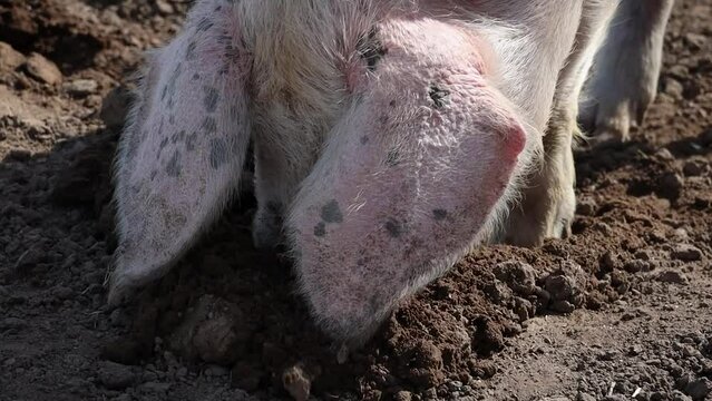 Pig Rooting For Food in the Mud and Coming Over - Close Up, Ireland