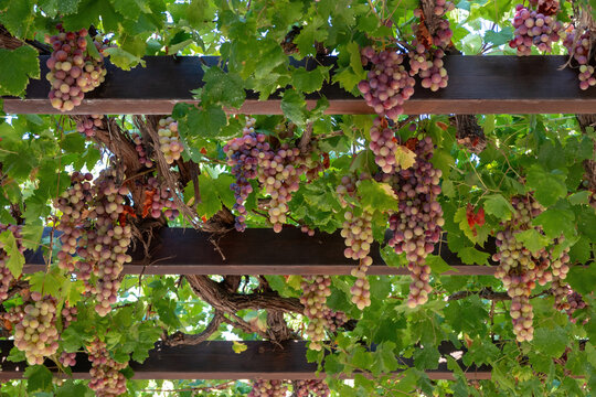 Grape ripe pink skinned hanging at pergola background. Roditis grapevine traditional Greek variety.