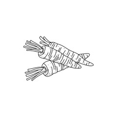 Carrot Doodle, a hand drawn vector doodle illustration of a fresh carrot isolated on white background