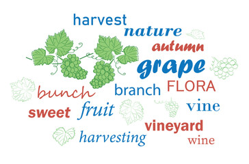 word cloud. Grape and harvest. Vector illustration