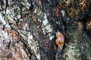 A snail shrinks into a doze in its shell in the middle of a tree trunk. A snail can mean weakness or fragility. Carapace can mean protection or protection. Sleep can mean rest or recuperation.