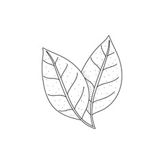 Hand drawn basil leaves. Vector illustration in doodle style isolated on white background