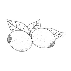 Rosehip doodle sketch. Vector graphics isolated on white background