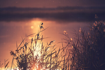 Reeds on the shore of the lake at sunset. Beautiful autumn landscape.