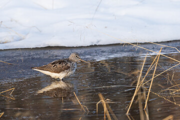 Common greenshank (Tringa nebularia) 