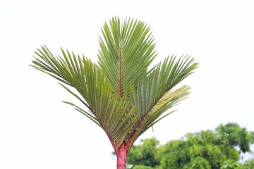 close-up photo of the stems of the red palm or red areca nut or red betel (Cyrtostachys renda)