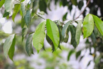 The leaves of gnetum gnemon (also called gnemon, melinjo, belinjo, kuliat, culiat, bago, bigo and padi oats, paddy oats) leaves with a natural background