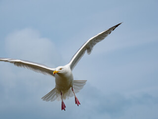 a flying white bird against the cloudy sky
