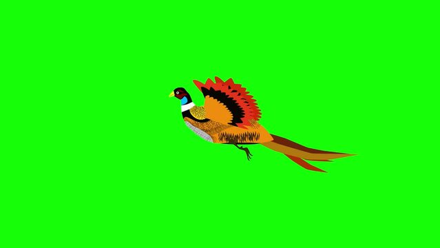 cartoon pheasant flying animation on green screen