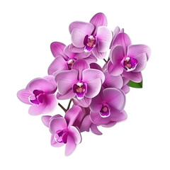 Fototapeta na wymiar Bouquet of purple orchid flower plant isolated on transparent or white background