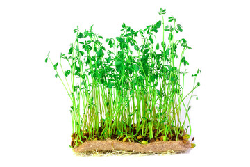 Lentil microgreens delicately arranged on a white background offer a clean and visually appealing presentation