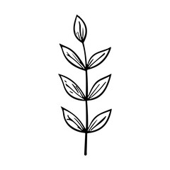 plants, leaves. Hand drawn decorative elements.
