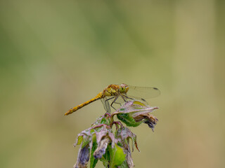 Common Darter Resting on a Plant