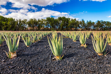 Plantation of medicinal aloe vera plant in the Canary Islands. Aloe Vera in farm garden in desert Furteventura. Growing Aloe vera in fertile volcanic soil, Fuerteventura Island, Spain. - 657135045