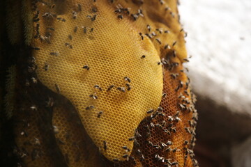 detalle de una colmena llena de abejas 