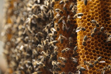 detalle de una colmena llena de abejas 