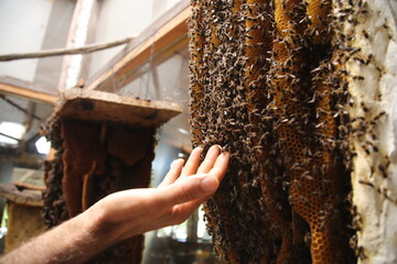 Una mano toca las abejas de una colmena 