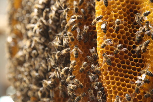 detalle de una colmena llena de abejas 