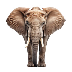 elephant isolated on transparent or white background