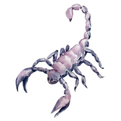 Watercolor scorpion illustration