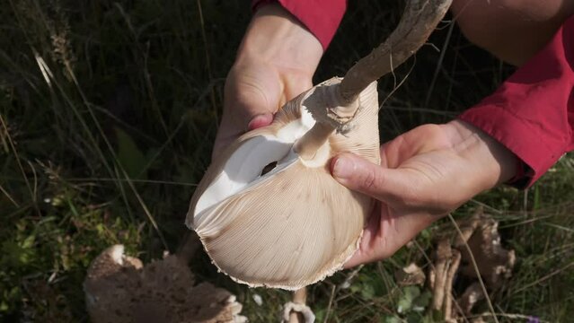 Female hands break an umbrella mushroom.  Macrolepiota procera. Picking Mushrooms on the field. Mushrooming.Parasol mushrooms are growing among the green grass.A sight that delights a mushroom hunter.