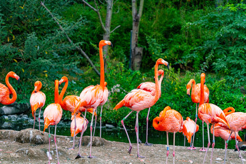 Kubaflamingo