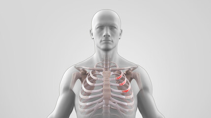Human skeleton with fractured ribs © beni