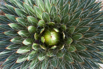 cactus succulent view from centre