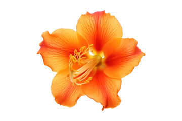 Fototapeta na wymiar Orange hibiscus flower isolated on transparent background. Generative Ai