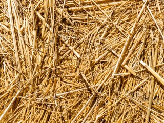 Fototapeta premium large amounts of straw background