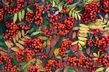 Defocused rowan berries and leaves background, colorful floral background, blur autumn color background, top view