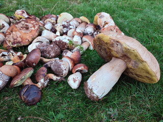 Various mushrooms collected in the forest. Mushroom Boletus. Picking mushrooms. Collection of...