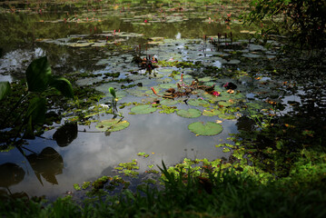 Obraz na płótnie Canvas pond in the forest