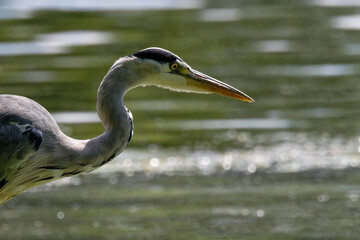 héron cendré - Ardea cinerea - oiseaux 