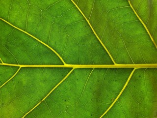 close up view of a green leaf texture.