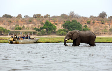 Tourists in a boat observe elephants along the riverside of Chobe River in Chobe National Park,...
