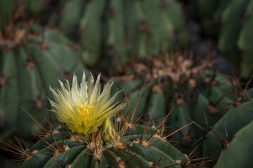 Yellow cactus flower in detail.